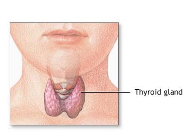 Thyroid Gland